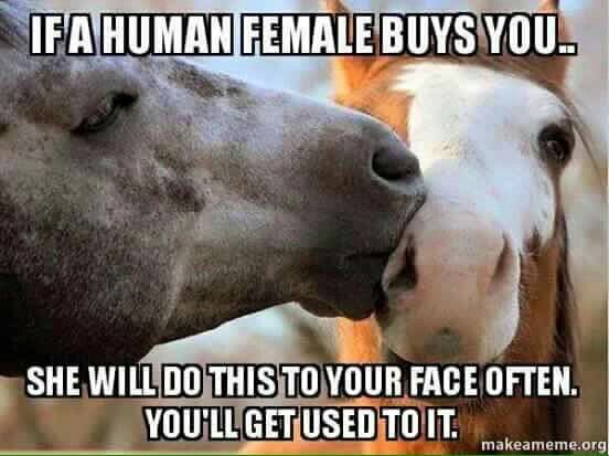 Horse Meme Kissy Face